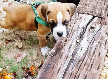 Close-up of dog on wood