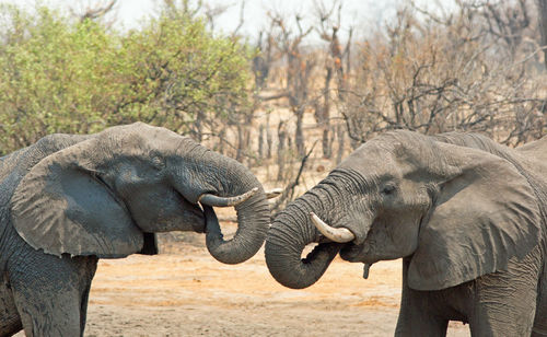 Close-up of elephant