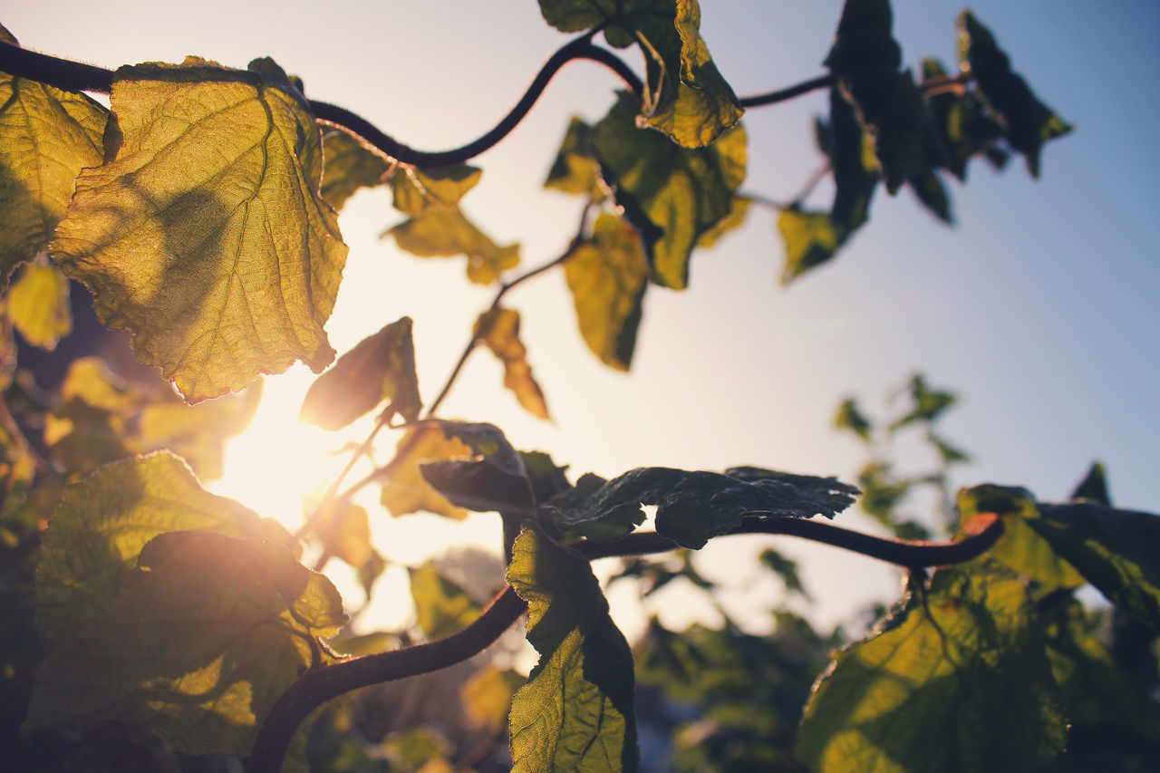 LOW ANGLE VIEW OF AUTUMN LEAVES AGAINST SKY