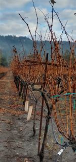 Plants on field against sky