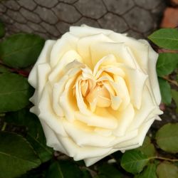 Close-up of rose flower