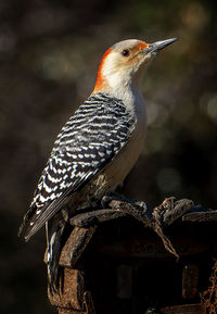 Woodpecker on a high perch