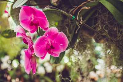 Close-up of pink flowering plant