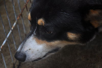 High angle view of dog looking away