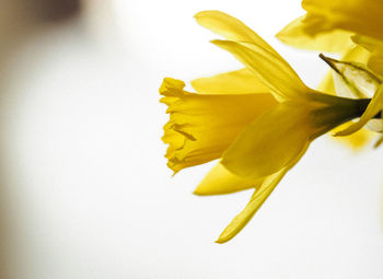 Close-up of yellow flower