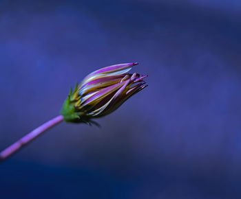 Flower in blue