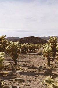 Cactus growing in desert against sky
