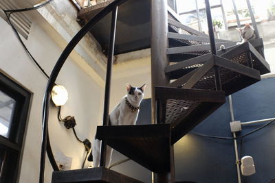 Portrait of dog sitting on staircase