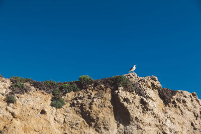 Low angle view of seagull perching on rock against clear blue sky