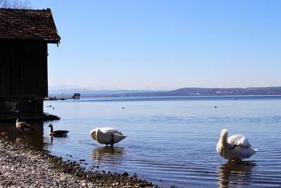 Swan swimming on lake against clear sky