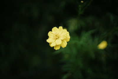 Close-up of yellow flowering plant