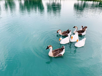 High angle view of ducks swimming in lake