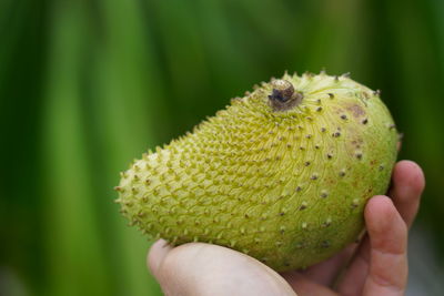 Close-up of hand holding fruit