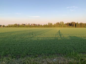 Scenic view of field against sky