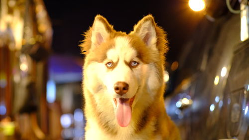 Close-up portrait of a dog