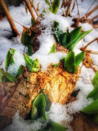 Close-up of plants