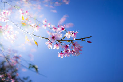 Low angle view of cherry blossoms in spring