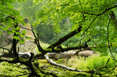 Trees in forest