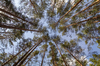 Low angle view of trees against sky