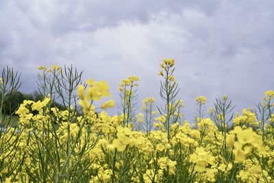 Scenic view of oilseed rape field against sky