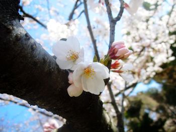 Close-up of white cherry blossoms in spring