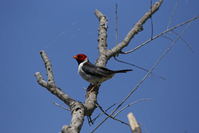 Low angle view of bird perching on branch against blue sky