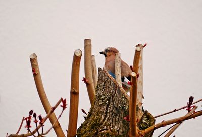 Low angle view of birds perching on wooden post against sky