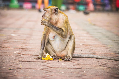 Monkey eating a banana in the middle of the street