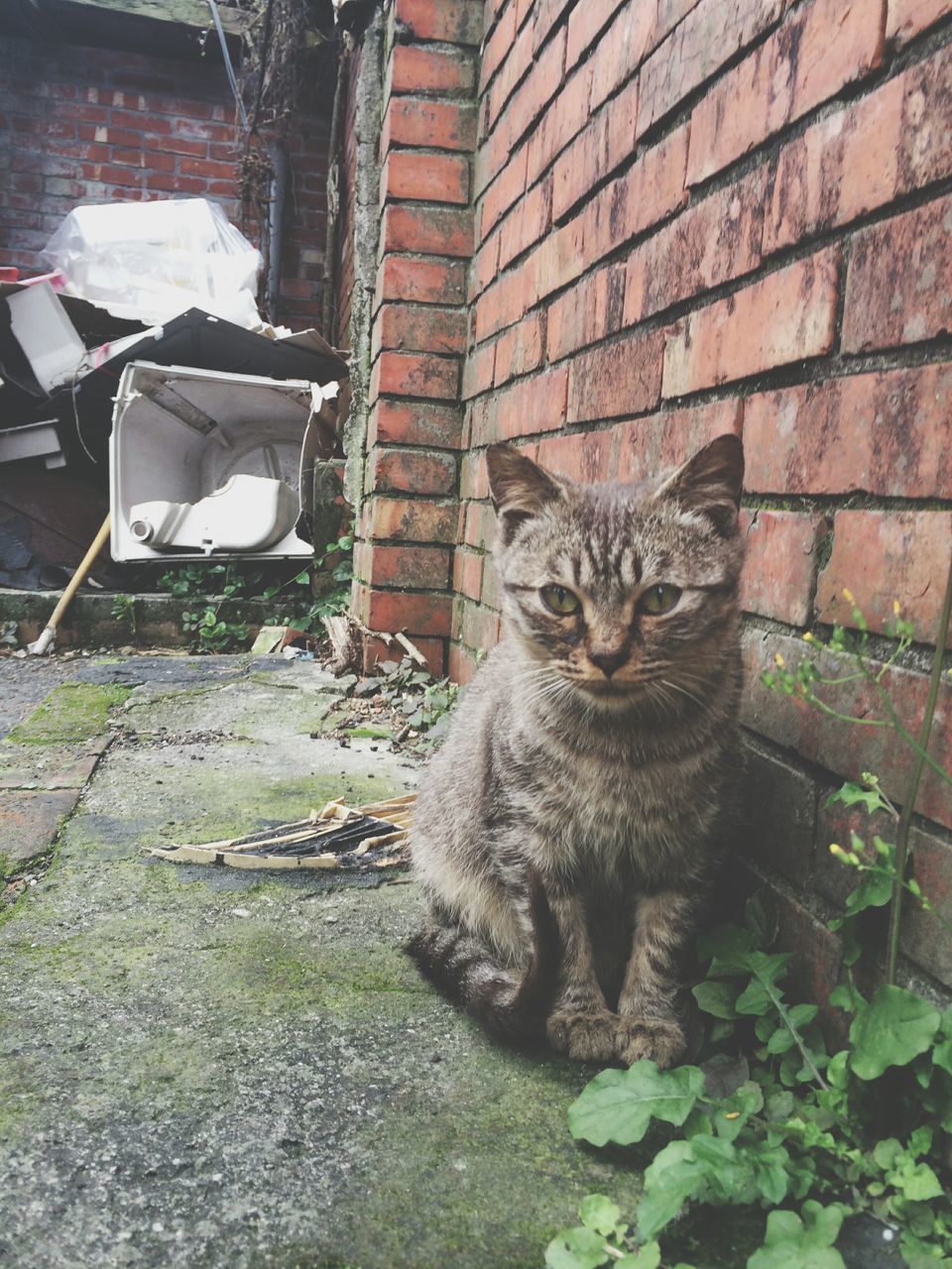 domestic cat, cat, pets, feline, domestic animals, one animal, animal themes, mammal, whisker, portrait, looking at camera, sitting, relaxation, plant, staring, front or back yard, alertness, outdoors, front view, building exterior