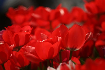 Close-up of red tulips