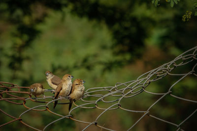 Close-up of a bird on a fence