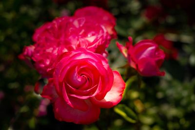 Close-up of red rose