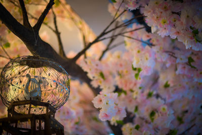 Close-up of cherry blossom on tree