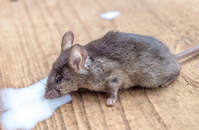 Close-up of mouse drinking milk