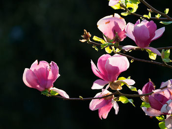 Close-up of pink flowers