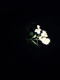 Close-up of white flowers blooming against black background