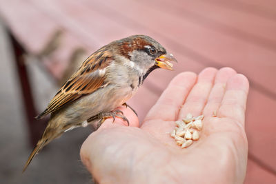 Close-up of hand feeding bird