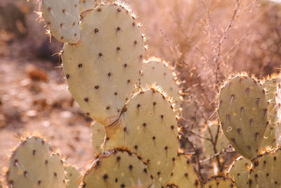 Close-up of prickly pear cactus