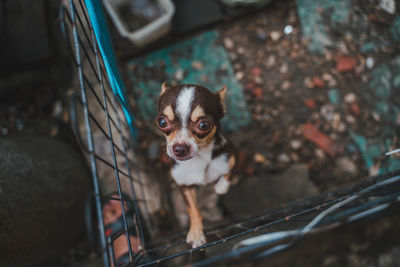 Portrait of a dog