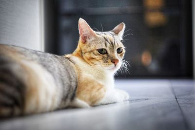 Close-up portrait of a cat