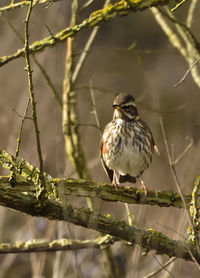 Close-up of bird perching on branch