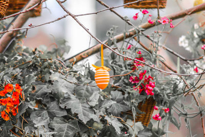 Low angle view of flowering plant hanging on tree