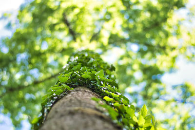 Low angle view of tree trunk