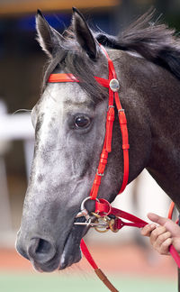 Close-up of a horse