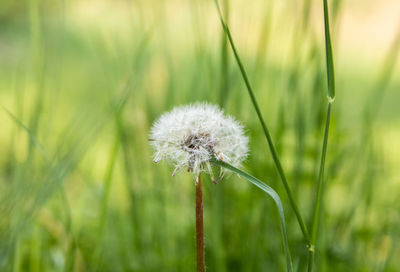 Close-up of dandelion on field