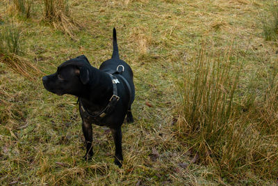 Black dog standing on field