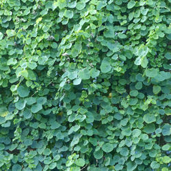 Full frame shot of ivy growing on plant