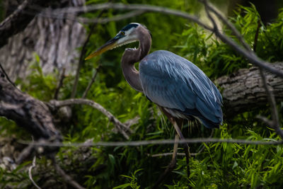 Bird perching on a branch