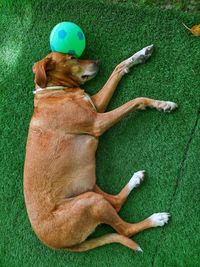 High angle view of dog sleeping