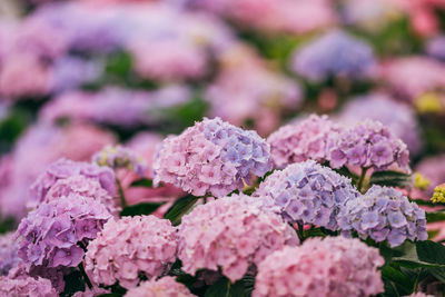 Close-up of pink purple hortensia hydrangea flowers double color macro